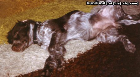 Kleiner Münsterländer Hunde Foto 26330 in höherer Auflösung ansehen Kleiner Münsterländer das mache ich am liebsten......