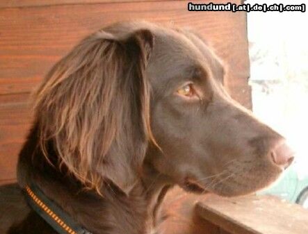 Kleiner Münsterländer Hunde Foto 13454 Kleiner Münsterländer Luzy aus Lichtenau/Westmittelfranken