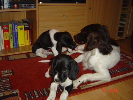 Kleiner Münsterländer Hunde Foto 38972 Kleiner Münsterländer MAXI mit ihren 2 süssen Babies