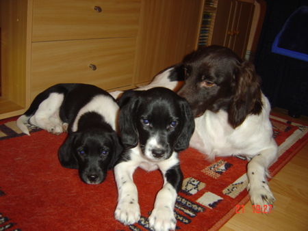 Kleiner Münsterländer Hunde Foto 38973 Kleiner Münsterländer MAXI mit ihren 2 süssen unschuldigen Babies