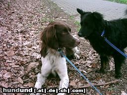 Kleiner Münsterländer Hunde Foto 11576 Kleiner Münsterländer Tierheimausführhund