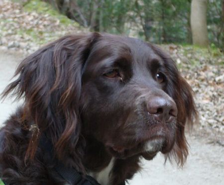 Kleiner Münsterländer Hunde Foto 37287 Kleiner Münsterländer Mona siet Gespenster