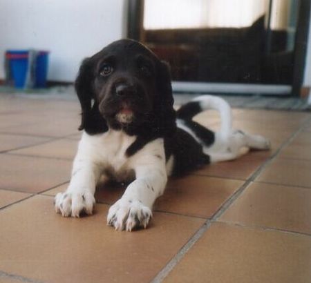 Kleiner Münsterländer Hunde Foto 37295 Kleiner Münsterländer Mona mit 8 Wochen 1. Tag im neuen Heim