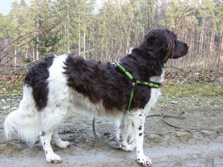 Kleiner Münsterländer Hunde Foto 37288 Kleiner Münsterländer