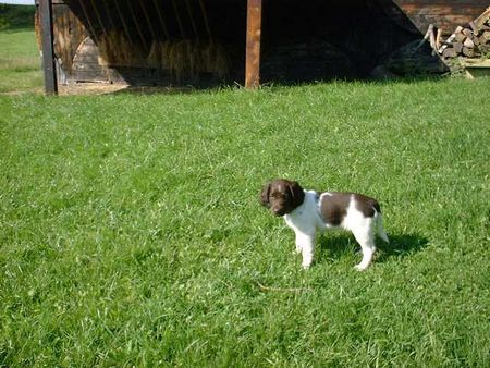 Kleiner Münsterländer Hunde Foto 2450 Kleiner Münsterländer Bäika mit 2 Monaten