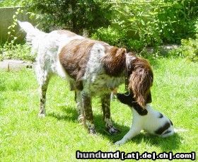 Kleiner Münsterländer Hunde Foto 16448 Kleiner Münsterländer Anka mit Bella aus B-Wurf