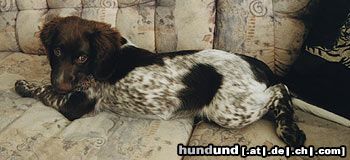 Kleiner Münsterländer Hunde Foto 9748 Kleiner Münsterländer Onyx