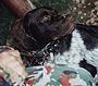 Kleiner Münsterländer Hunde Foto 9737 Kleiner Münsterländer Onyx von der Anbiete bei seinem ersten Vereinswettkampf des 1. Hundesportverein Taucha e.V.
