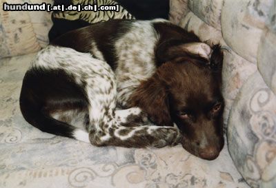 Kleiner Münsterländer Hunde Foto 9749 Kleiner Münsterländer Onyx
