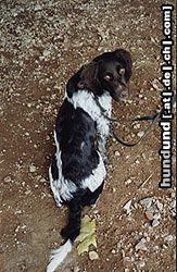 Kleiner Münsterländer Hunde Foto 9752 Kleiner Münsterländer Onyx