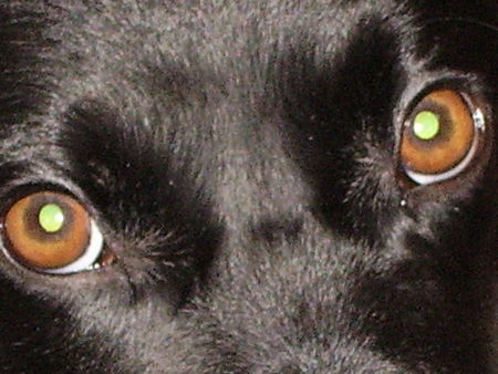 Kleiner Münsterländer Hunde Foto 29863 in höherer Auflösung ansehen Kleiner Münsterländer Rico - schau mir in die Augen Kleines
