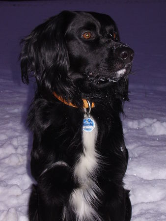 Kleiner Münsterländer Hunde Foto 29867 in höherer Auflösung ansehen Kleiner Münsterländer Rico liebt den Schnee