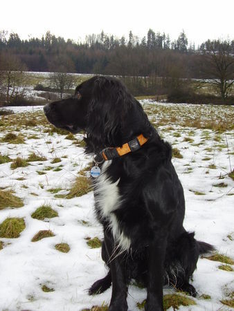 Kleiner Münsterländer Hunde Foto 29868 in höherer Auflösung ansehen Kleiner Münsterländer Rico (Mutter Ricka ist ein KLM, Vater Retriever)