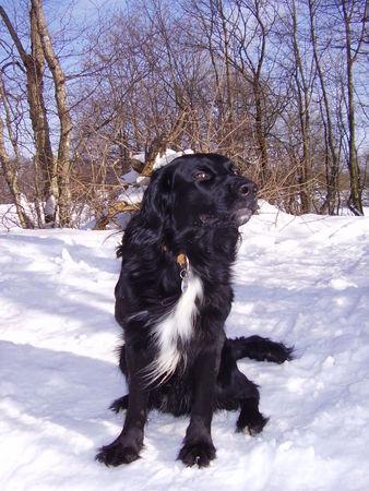 Kleiner Münsterländer Hunde Foto 29869 in höherer Auflösung ansehen Kleiner Münsterländer Rico 2 1/2 Jahre