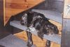 Kleiner Münsterländer Foto: das ist meine treppe (ID 17101) Kleiner Münsterländer Hund