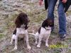 Kleiner Münsterländer Foto: Chico und Emma (ID 28815) Kleiner Münsterländer Hund