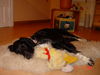 Kleiner Münsterländer Foto: Münstimix Amanda (ID 30425) Kleiner Münsterländer Hund