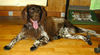 Kleiner Münsterländer Foto: maxi 2 1/2 jahre (ID 33671) Kleiner Münsterländer Hund