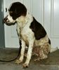 Kleiner Münsterländer Foto: Django 7 monaten.Ich mich gut amusiert,aber jetz darf ich nicht mehr rein. (ID 2354) Kleiner Münsterländer Hund