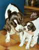 Kleiner Münsterländer Foto: Django 8 monaten und unsere zweite munsterlander Smokey 8 wochen. (ID 2356) Kleiner Münsterländer Hund
