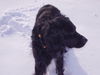 Kleiner Münsterländer Foto: Rico 3 1/2 Jahre (ID 29861) Kleiner Münsterländer Hund