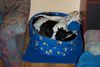 Kleiner Münsterländer Foto: Sammy in seinem Lieblingsschlafnestchen (ID 6321) Kleiner Münsterländer Hund