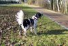 Kleiner Münsterländer Foto: Sammy beim Spaziergang (ID 22388) Kleiner Münsterländer Hund