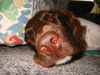 Kleiner Münsterländer Foto: Münsti im Tiefschlaf (ID 27142) Kleiner Münsterländer Hund