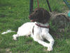 Kleiner Münsterländer Foto: Münsti im Tiefschlaf (ID 27143) Kleiner Münsterländer Hund