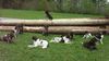 Kleiner Münsterländer Foto: Münsterländertreffen (ID 11985) Kleiner Münsterländer Hund