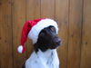 Kleiner Münsterländer Foto: Weihnachtsmünsti (ID 27144) Kleiner Münsterländer Hund