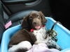 Kleiner Münsterländer Foto: Unja v. d. Anbiete ... Auto fahren! (ID 24361) Kleiner Münsterländer Hund