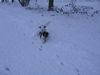Kleiner Münsterländer Foto: oh, war das ein toller Winter.... (ID 20432) Kleiner Münsterländer Hund