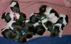 Kleiner Münsterländer Foto: wir sind die ganz neuen KLMs von Luzy (ID 22521) Kleiner Münsterländer Hund