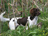Kleiner Münsterländer Foto: Max *01.05.05 (ID 39173) Kleiner Münsterländer Hund