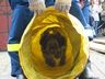 Kleiner Münsterländer Foto: Agility-Schlauch raus.. (ID 20573) Kleiner Münsterländer Hund