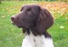 Kleiner Münsterländer Foto: Hey, iss was? (ID 16569) Kleiner Münsterländer Hund