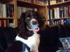 Kleiner Münsterländer Foto: Max 19 Wochen (ID 26765) Kleiner Münsterländer Hund