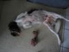 Kleiner Münsterländer Foto: ich fühl' mich hundewohl.... (ID 20433) Kleiner Münsterländer Hund
