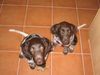 Kleiner Münsterländer Foto: 13 wochen alt (ID 19436) Kleiner Münsterländer Hund