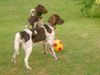 Kleiner Münsterländer Foto: Ayla+Luzy are really the Champions (ID 35422) Kleiner Münsterländer Hund