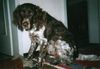 Kleiner Münsterländer Foto: Mein allerliebster Sisco (ID 1772) Kleiner Münsterländer Hund