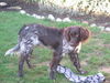 Kleiner Münsterländer Foto: Das ist Aron, den ich im Juli 2006, von Herrn Bertram (Zwinger vom Auberg) gekauft habe. Ein wunderschönes Tier, das mir sehr viel Freude bereitet. (ID 36455) Kleiner Münsterländer Hund