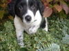 Kleiner Münsterländer Foto: Niko (ID 28108) Kleiner Münsterländer Hund