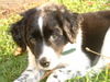 Kleiner Münsterländer Foto: Niko (ID 28110) Kleiner Münsterländer Hund
