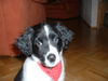 Kleiner Münsterländer Foto: Niko (ID 28113) Kleiner Münsterländer Hund