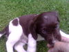 Kleiner Münsterländer Foto: Chico mit 4 Wochen (ID 28817) Kleiner Münsterländer Hund