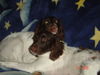 Kleiner Münsterländer Foto: MAXI & RAMBO beim Kuscheln! (ID 38971) Kleiner Münsterländer Hund