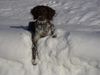 Kleiner Münsterländer Foto: Debbie im Schnee (ID 36112) Kleiner Münsterländer Hund