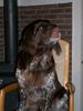 Kleiner Münsterländer Foto: Ich bin so geblendet...... (ID 9969) Kleiner Münsterländer Hund